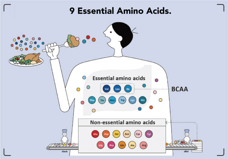 What Are The 9 Essential Amino Acids 